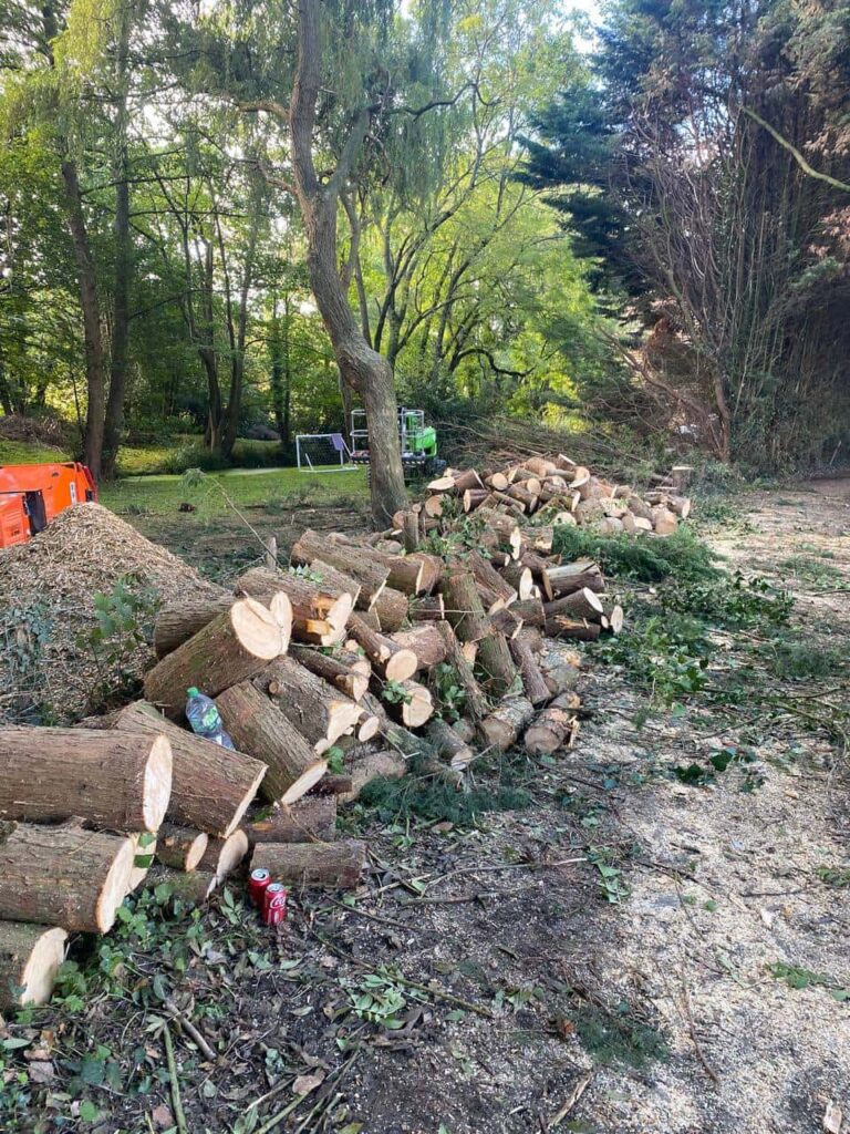 This is a photo of a wood area which is having multiple trees removed. The trees have been cut up into logs and are stacked in a row. West Bridgford Tree Surgeons